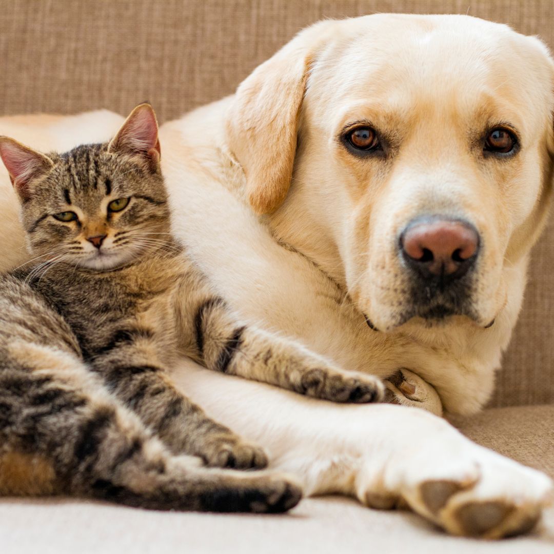 A cat and a dog laying on a couch A cat and a dog laying on a couch