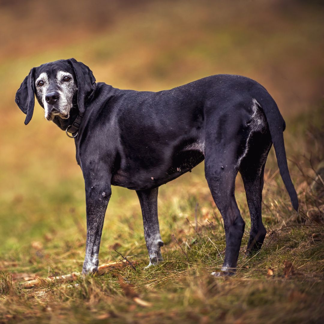 A large dog standing in the middle of a field A large dog standing in the middle of a field