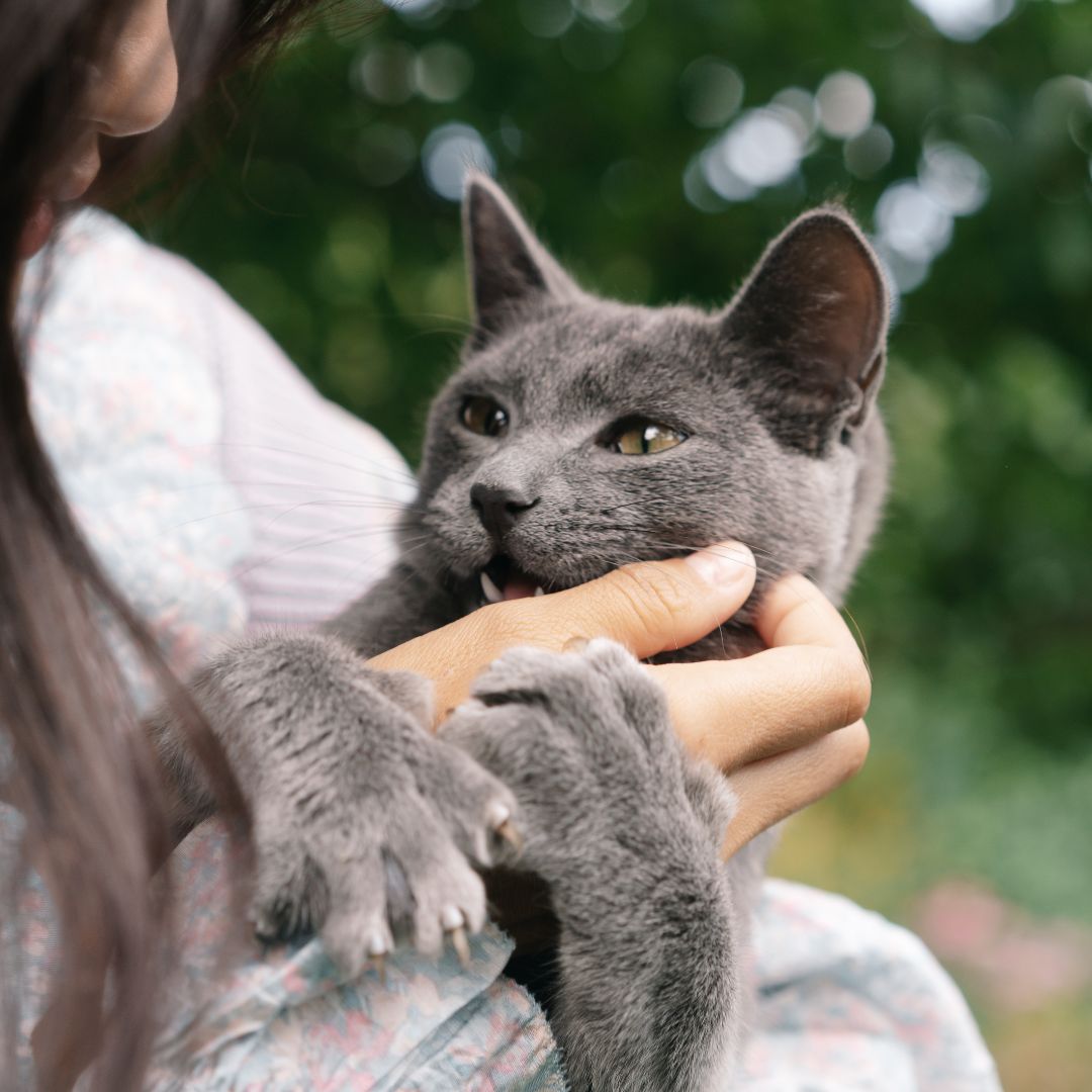 A person holding a gray cat in their arms A person holding a gray cat in their arms