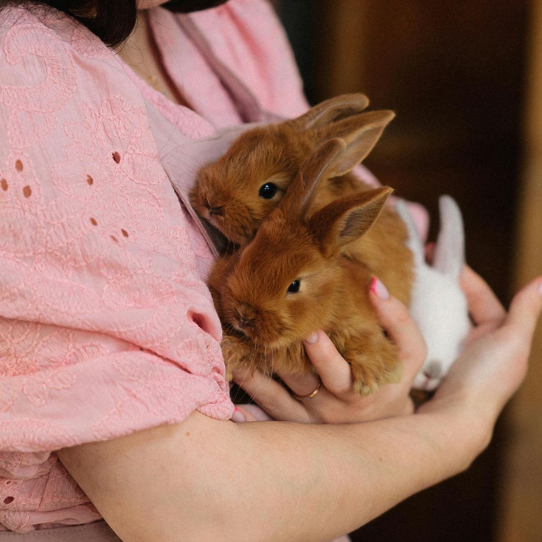 A person in a pink dress holding two rabbits A person in a pink dress holding two rabbits