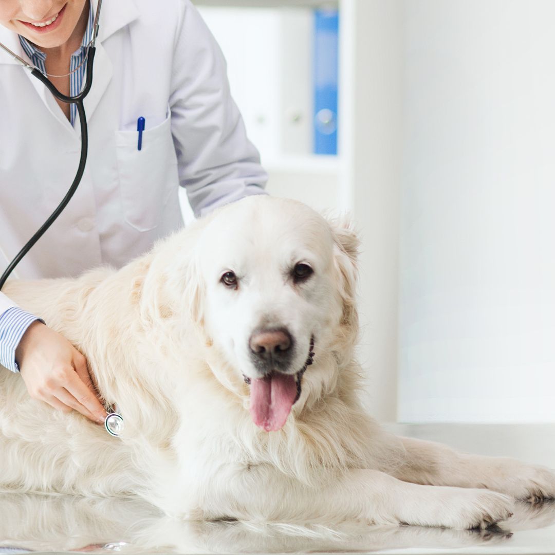A vet examining a dog with a stethoscope