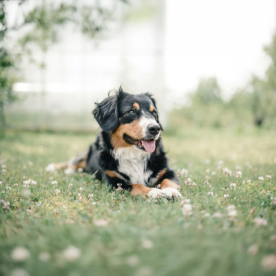 Bernese Mountain Dog on Grass Bernese mountain dog lying on a grassy field with its tongue out.