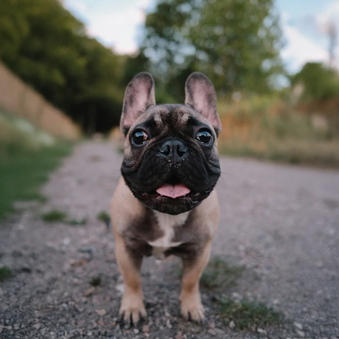 Happy French Bulldog on Outdoor Trail