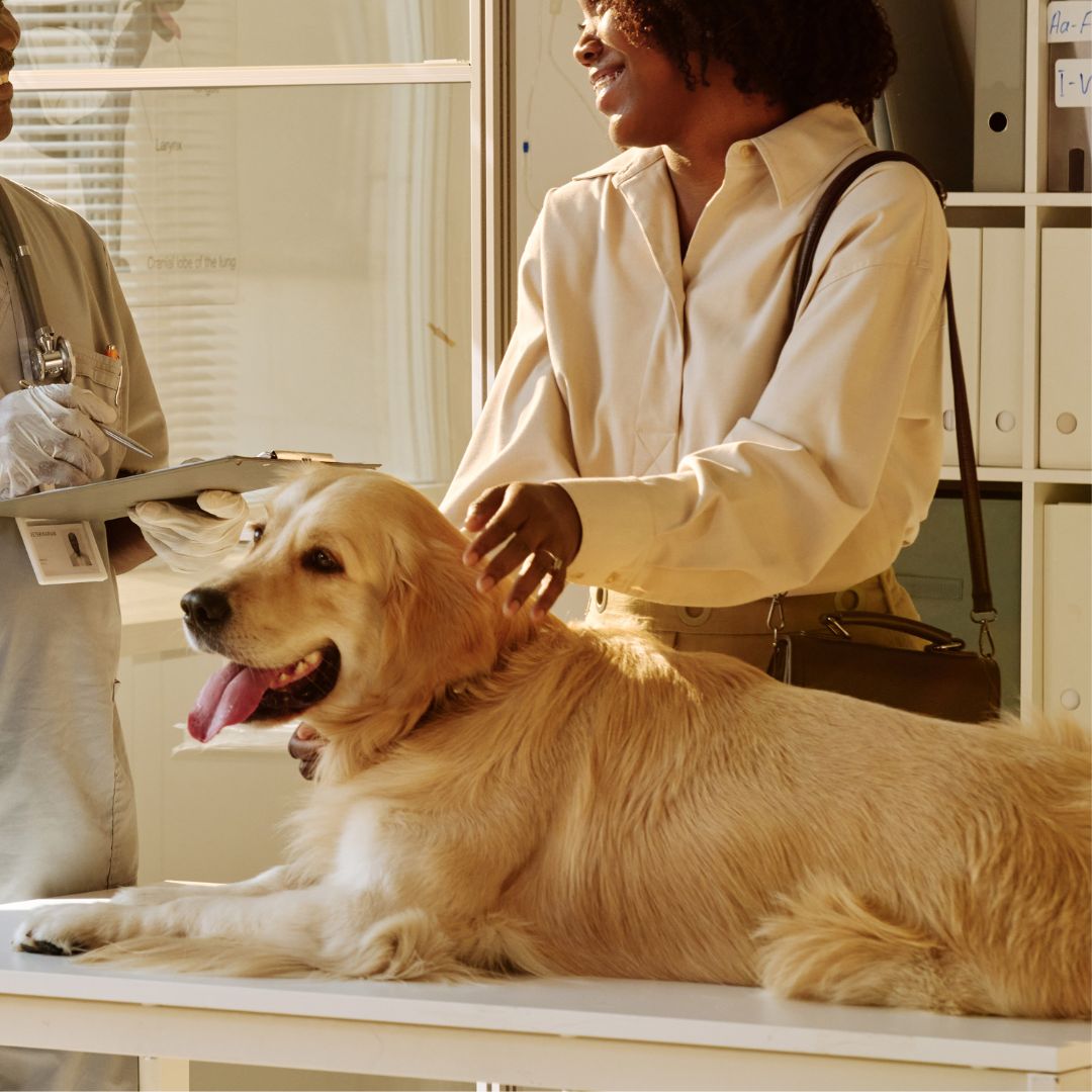 Two people are standing in front of a dog Two people are standing in front of a dog