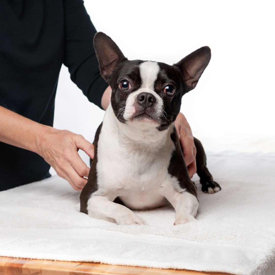 a boston terrier sitting on top of a white towel a boston terrier sitting on top of a white towel