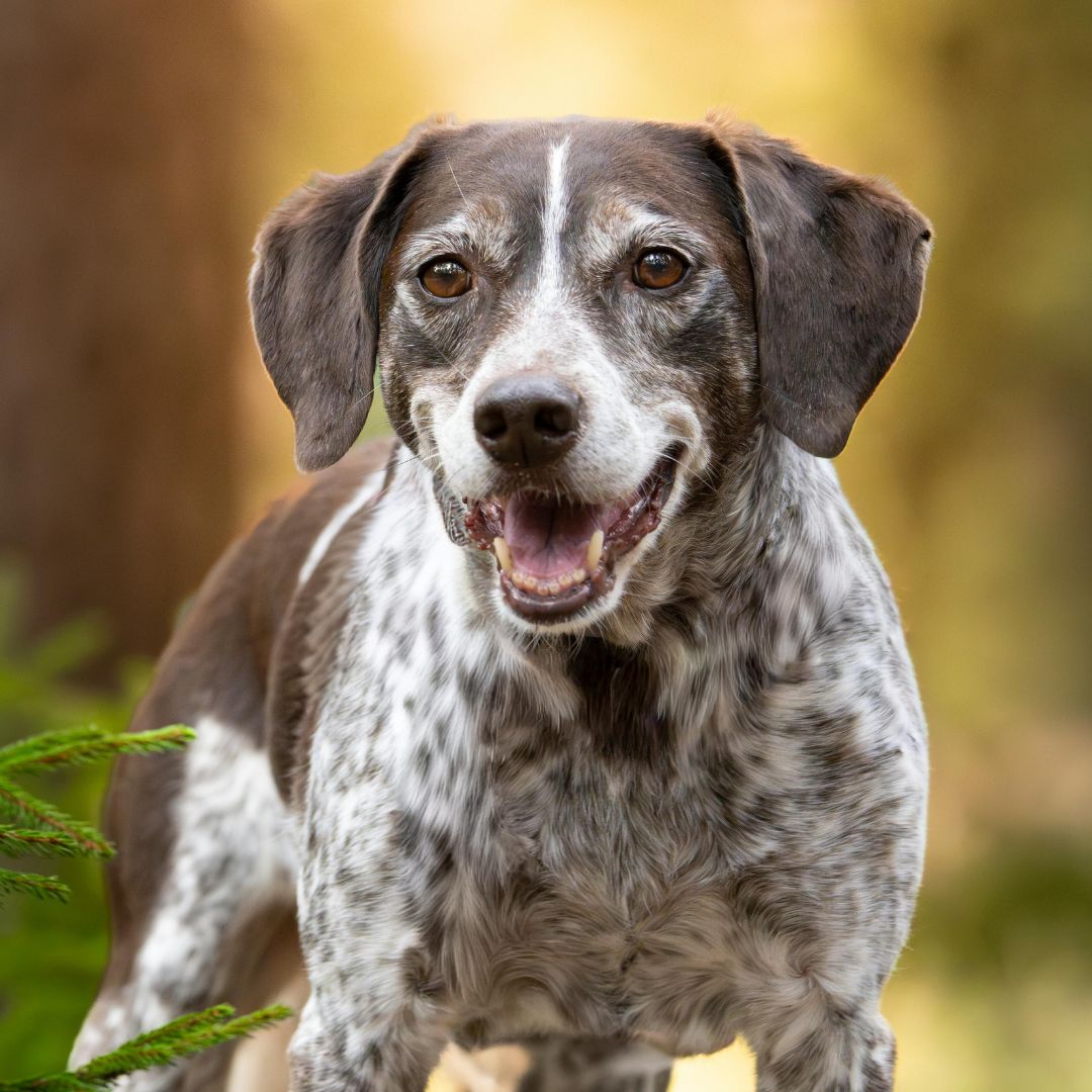 a brown and white dog standing in the woods