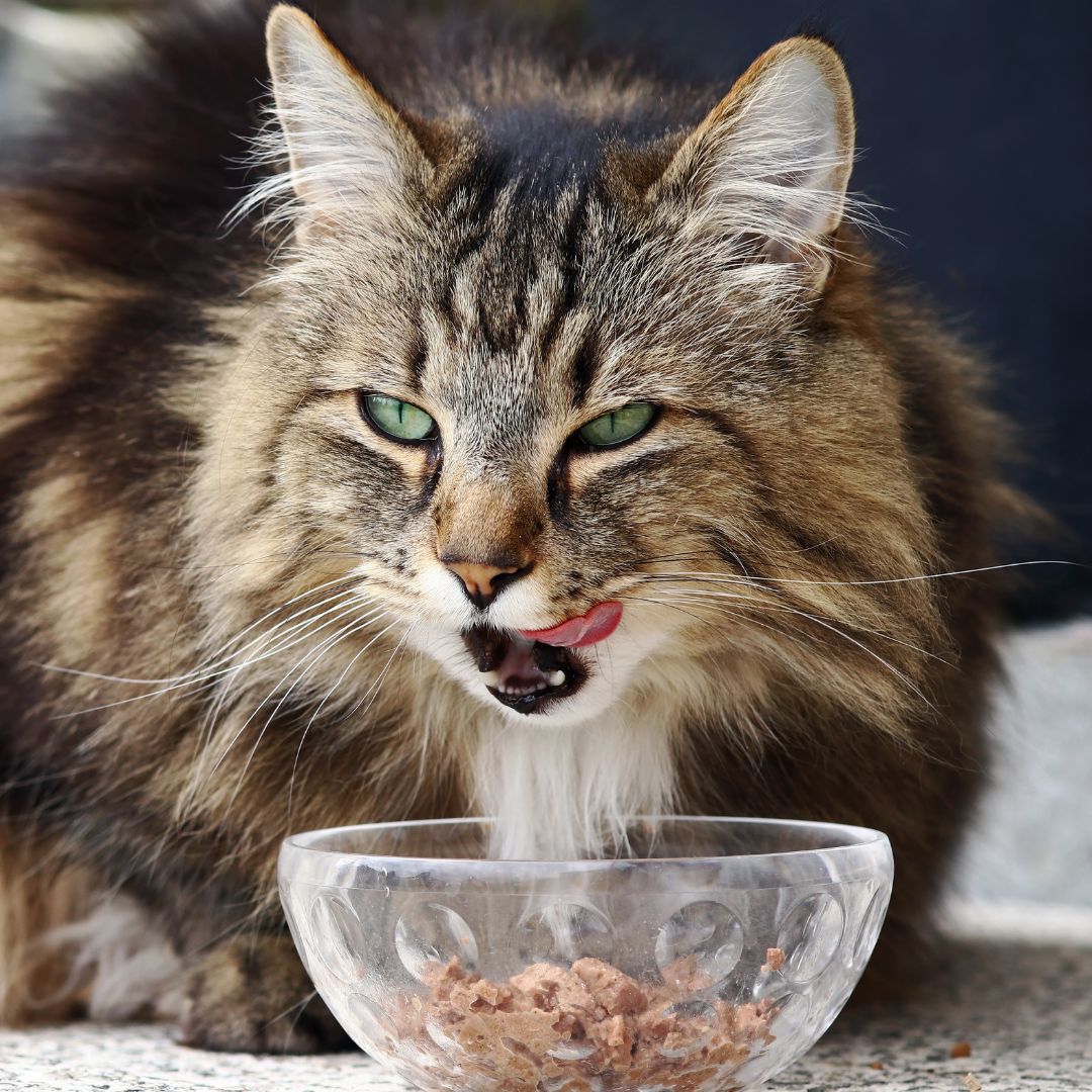 a cat eating out of a bowl of food a cat eating out of a bowl of food