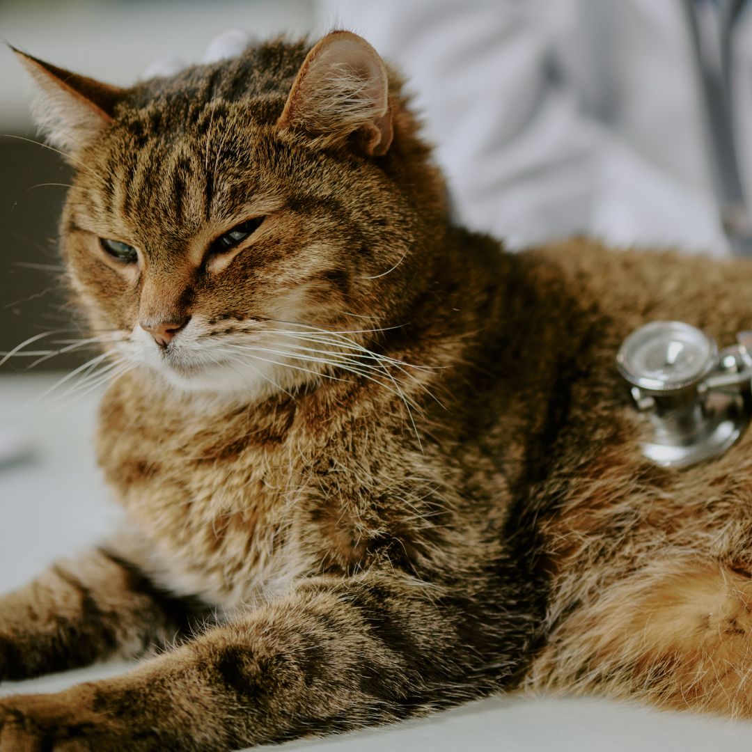 a cat laying on a table with a stethoscope a cat laying on a table with a stethoscope