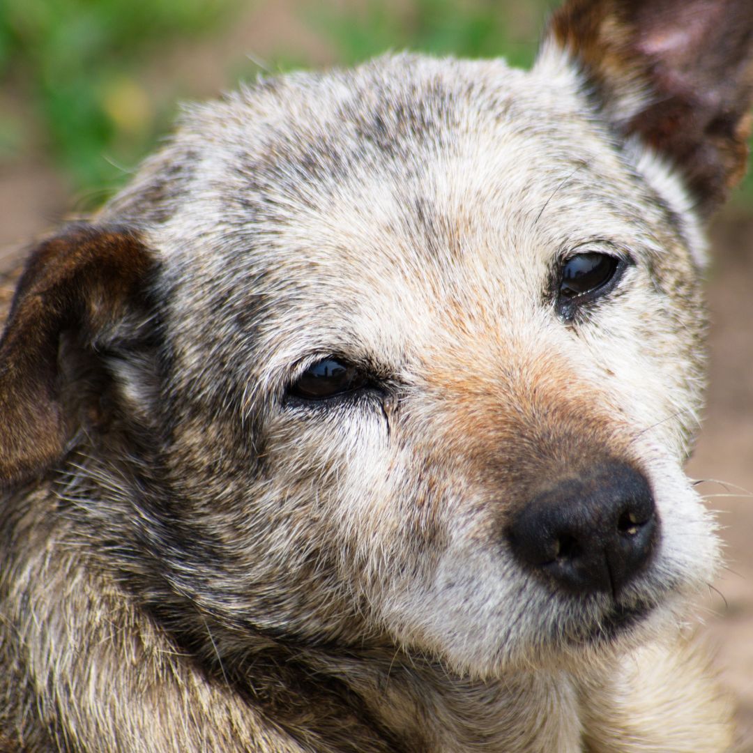 a close up of a dog looking at the camera a close up of a dog looking at the camera
