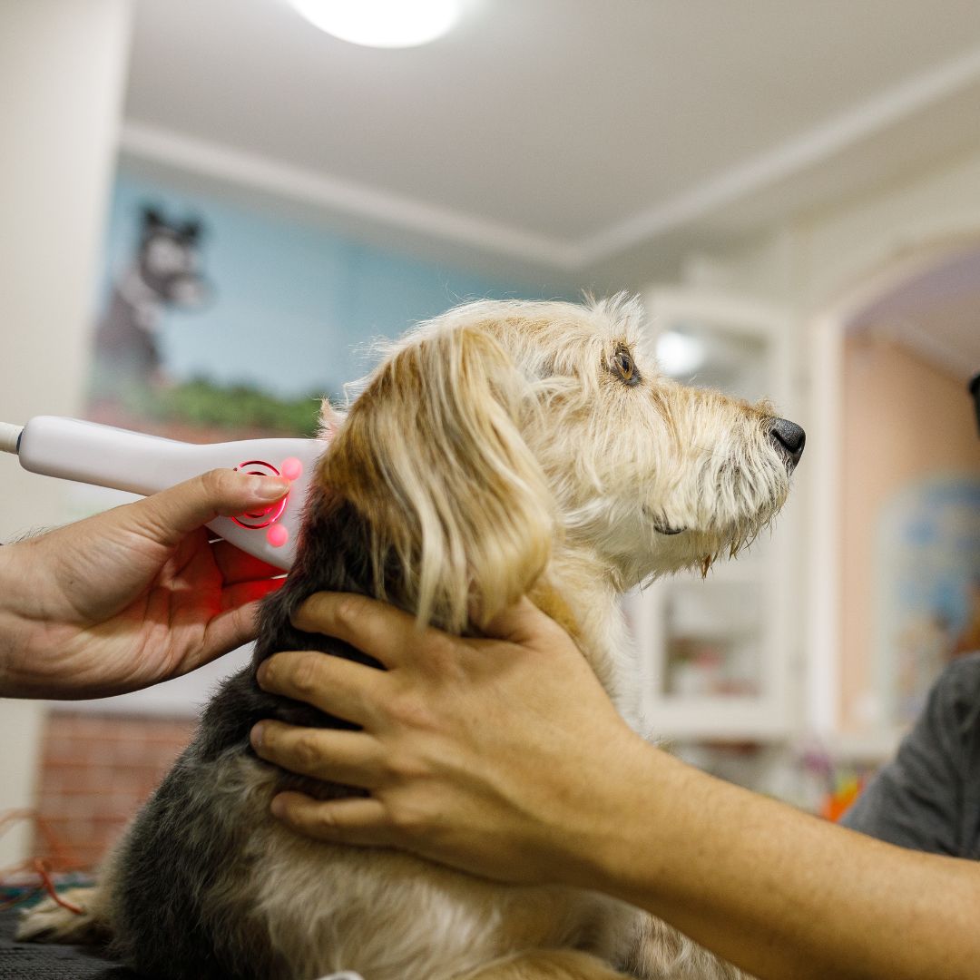 a dog being groomed in a salon a dog being groomed in a salon