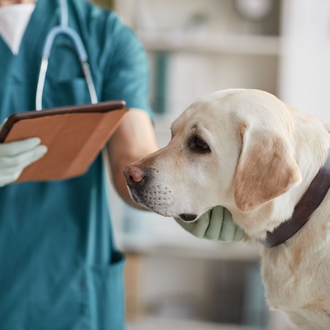 a dog is being examined by a vet a dog is being examined by a vet