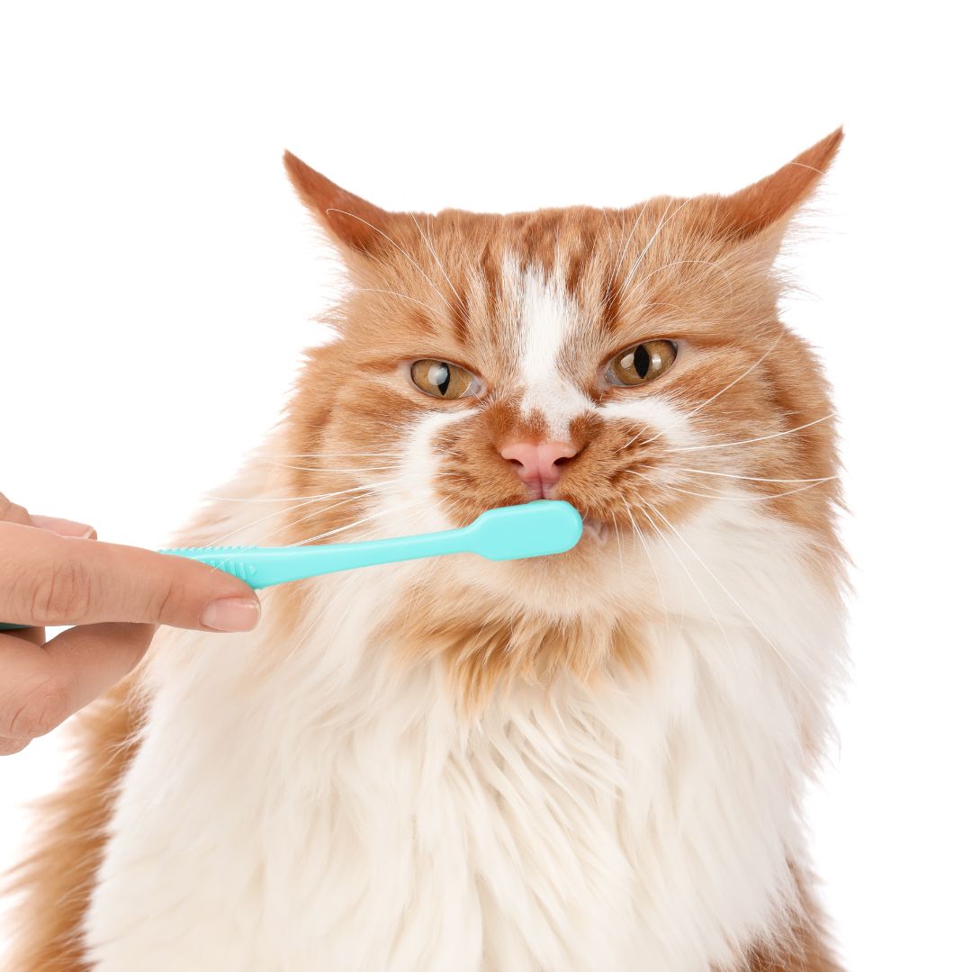 a person brushing a cat's teeth with a blue toothbrush a person brushing a cat's teeth with a blue toothbrush