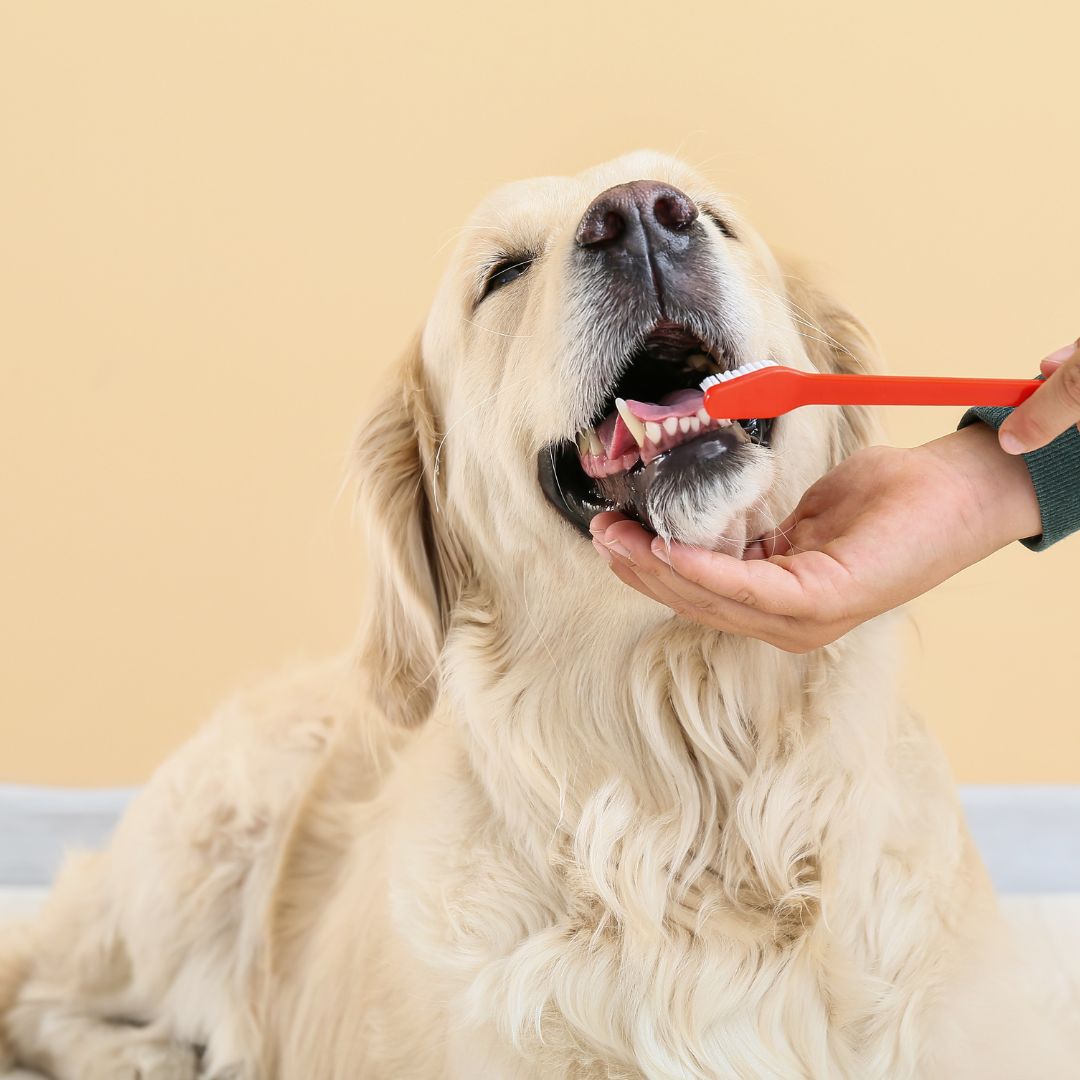 a person brushing a dog's teeth with a red toothbrush a person brushing a dog's teeth with a red toothbrush