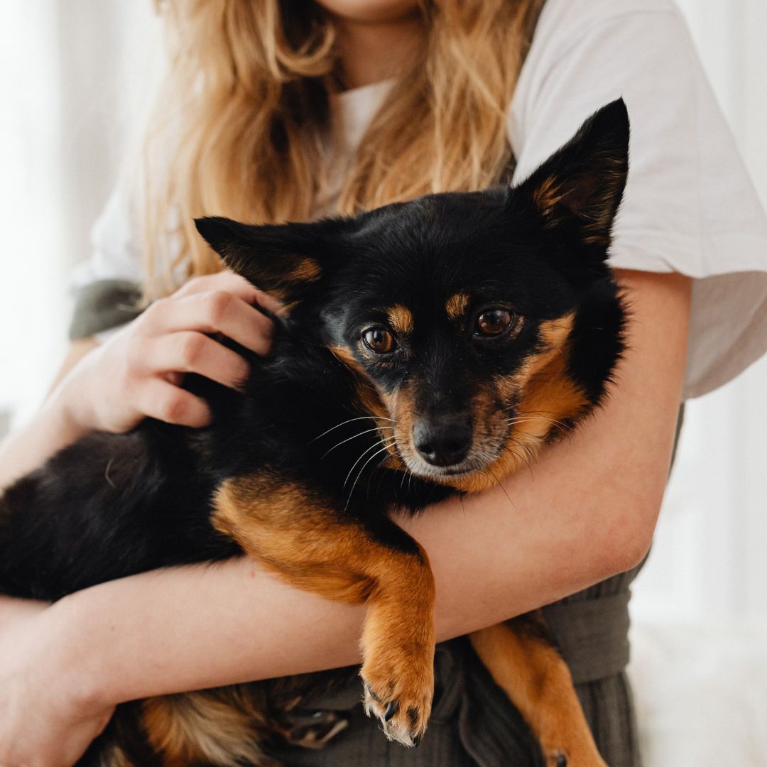 a person holding a small black and brown dog a person holding a small black and brown dog