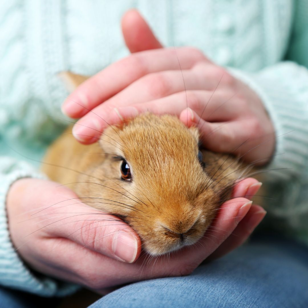 a person holding a small rabbit in their hands a person holding a small rabbit in their hands