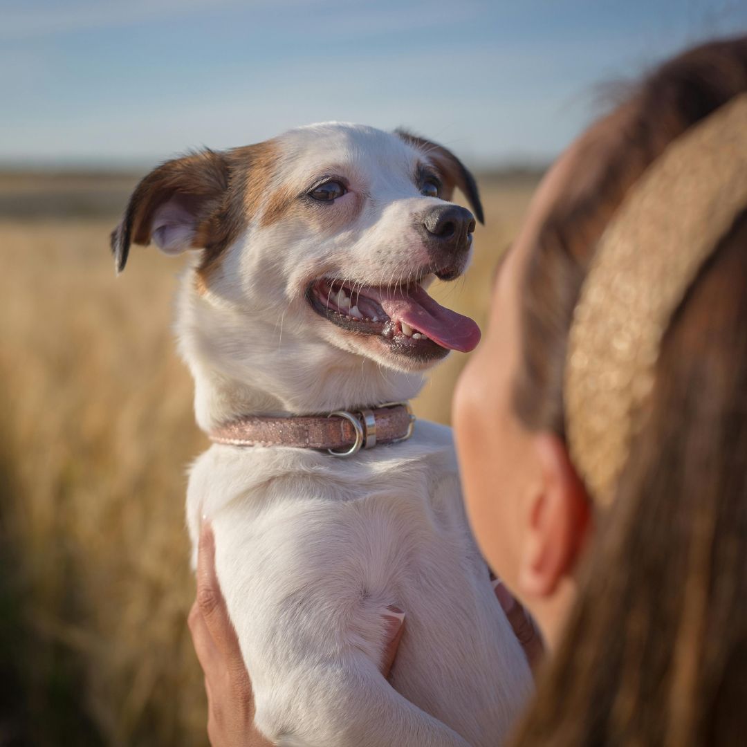 a person is holding a dog in a field a person is holding a dog in a field
