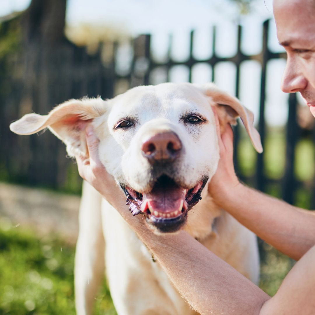 a person is petting a white dog in the grass a person is petting a white dog in the grass