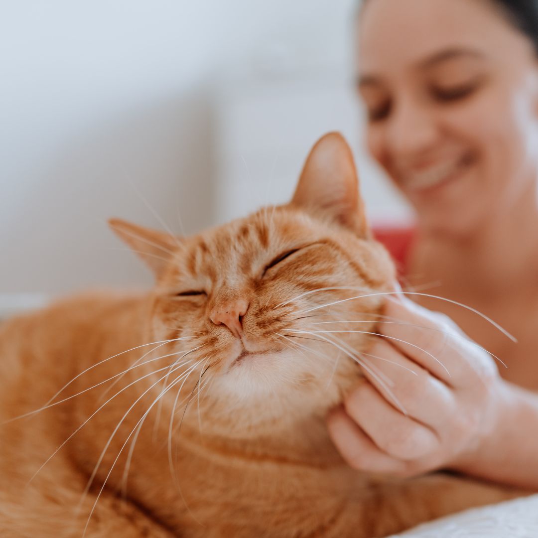a person petting an orange cat on a bed