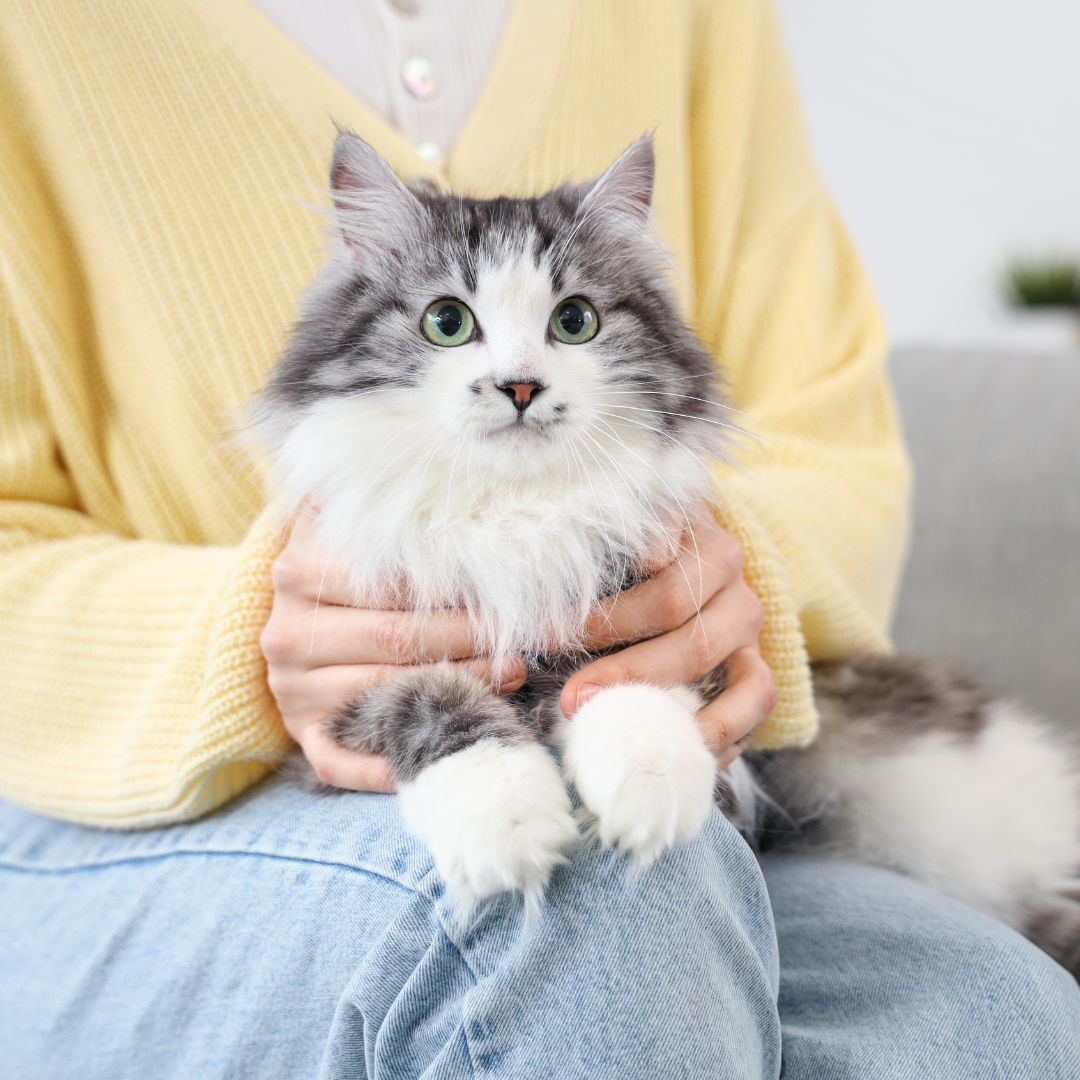 a person sitting on a couch holding a gray and white cat a person sitting on a couch holding a gray and white cat