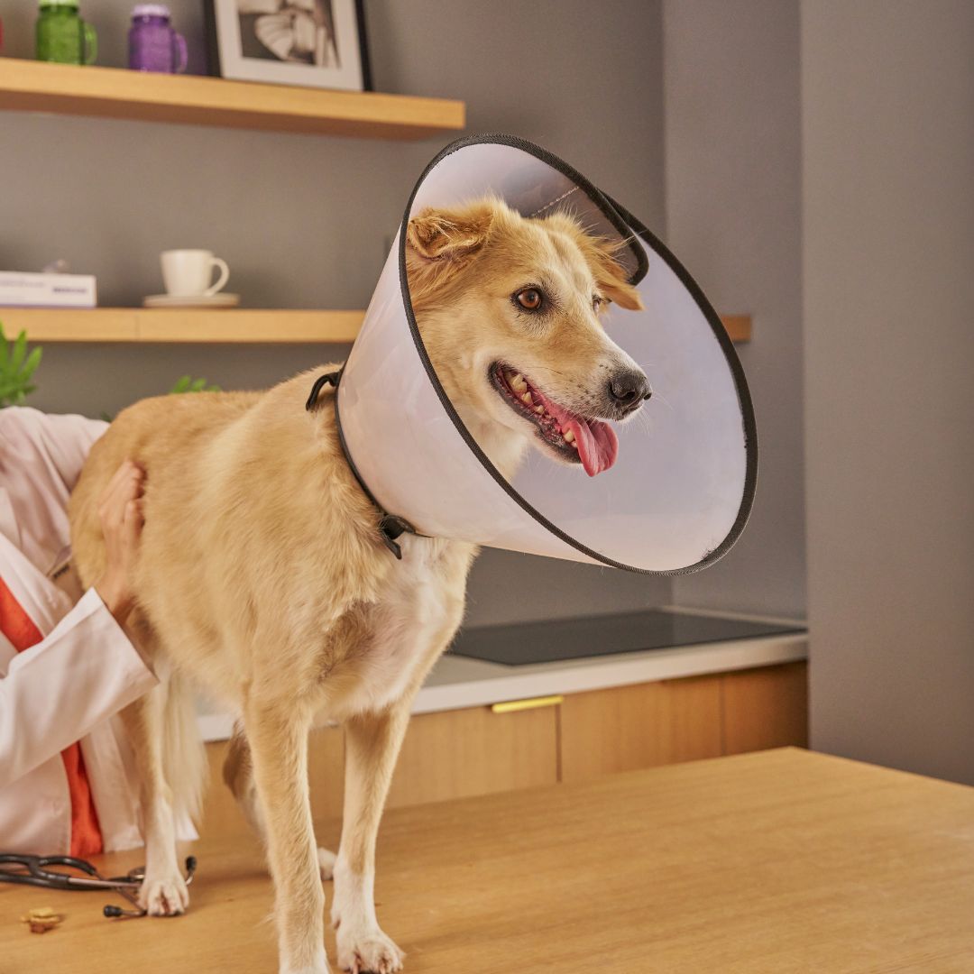 a person wearing a cone around their dog's neck a person wearing a cone around their dog's neck