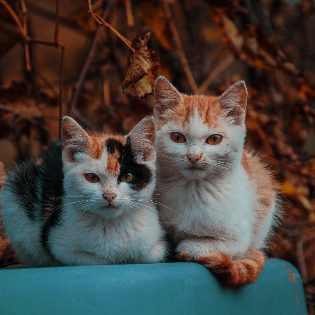 two cats sitting on top of a blue container two cats sitting on top of a blue container