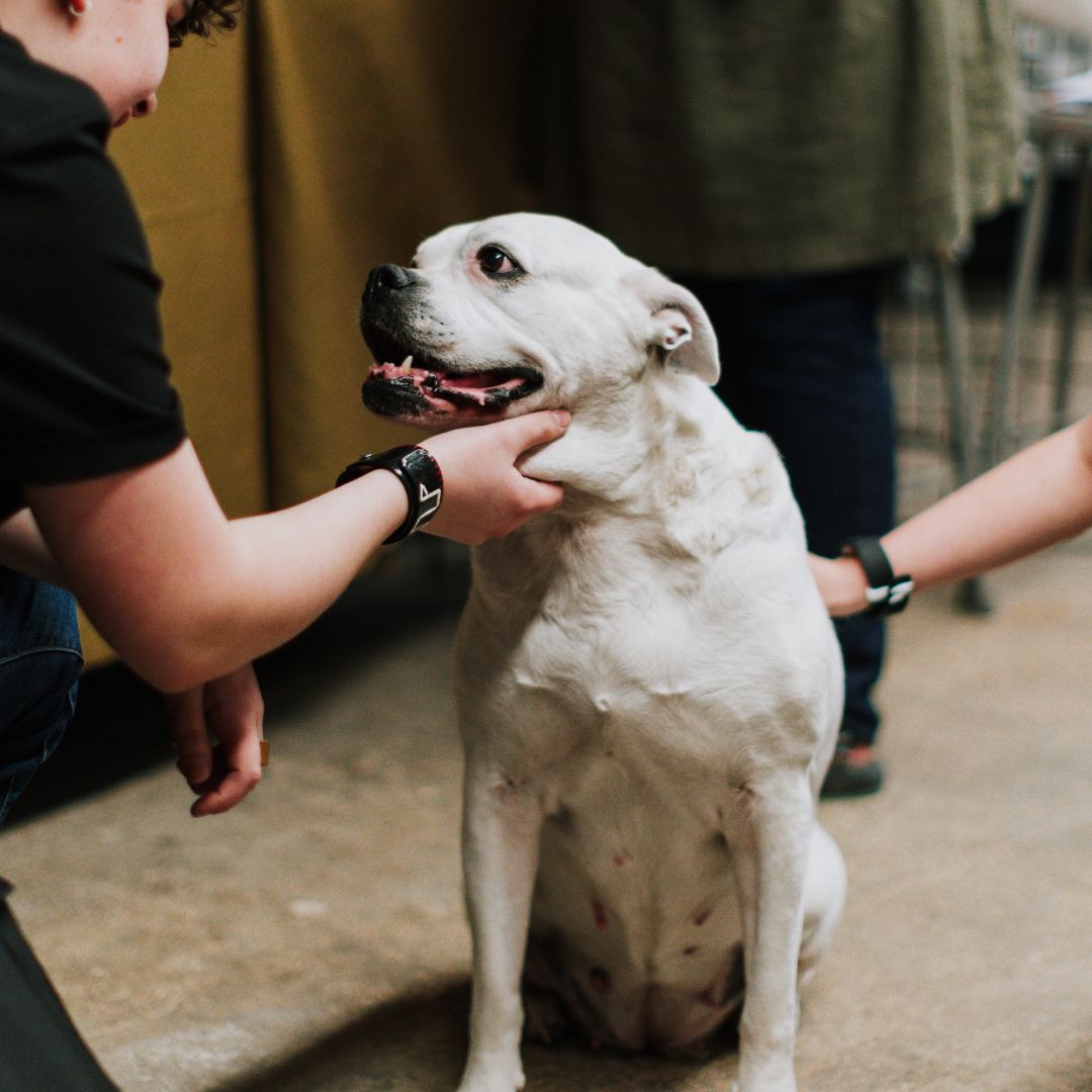two people petting a white dog on the floor two people petting a white dog on the floor