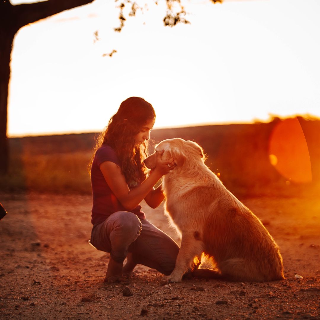 A person petting a dog at sunset A person petting a dog at sunset