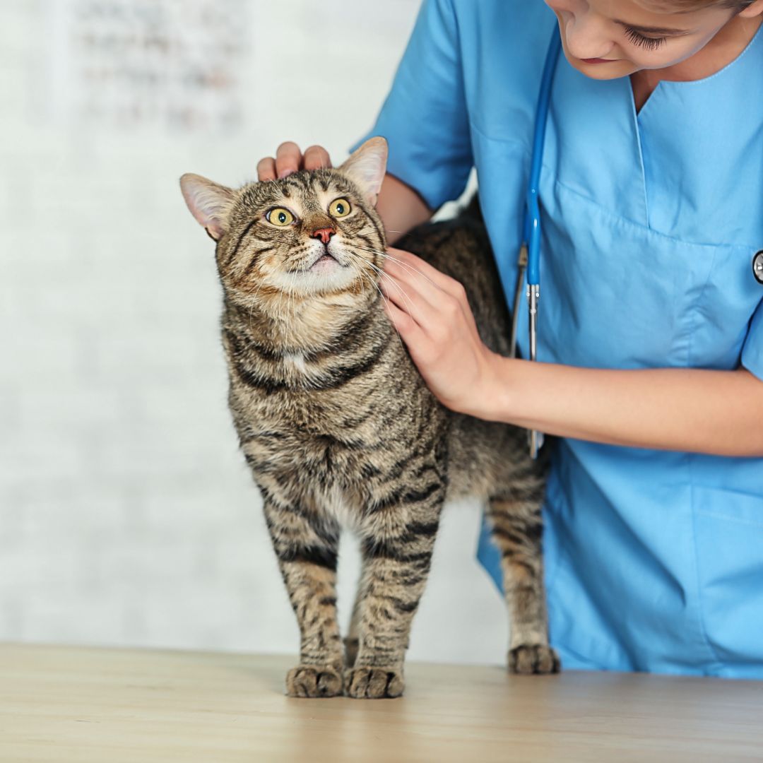 A vet examining a cat on a table A vet examining a cat on a table