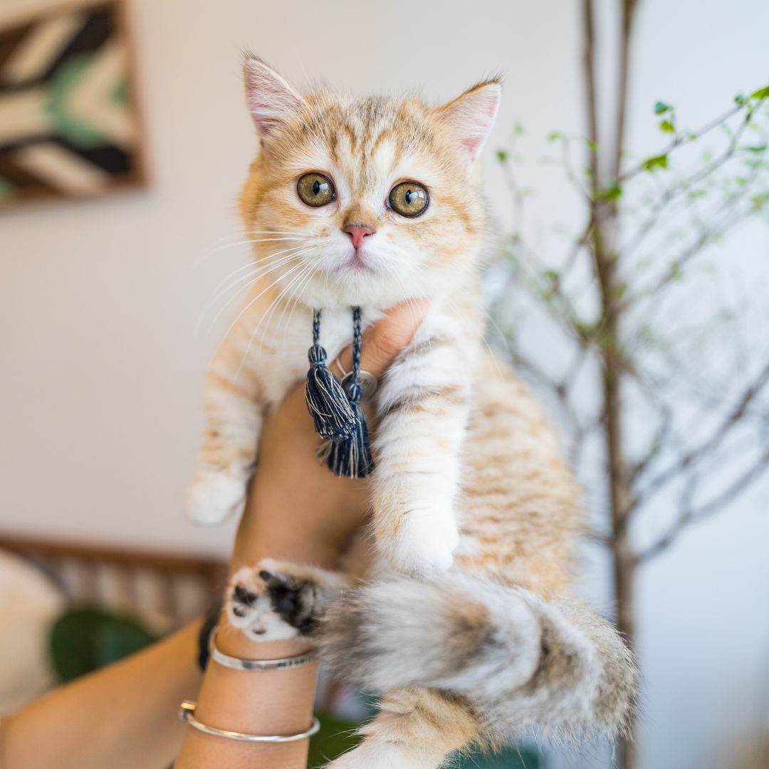 An orange and white kitten being held by a person