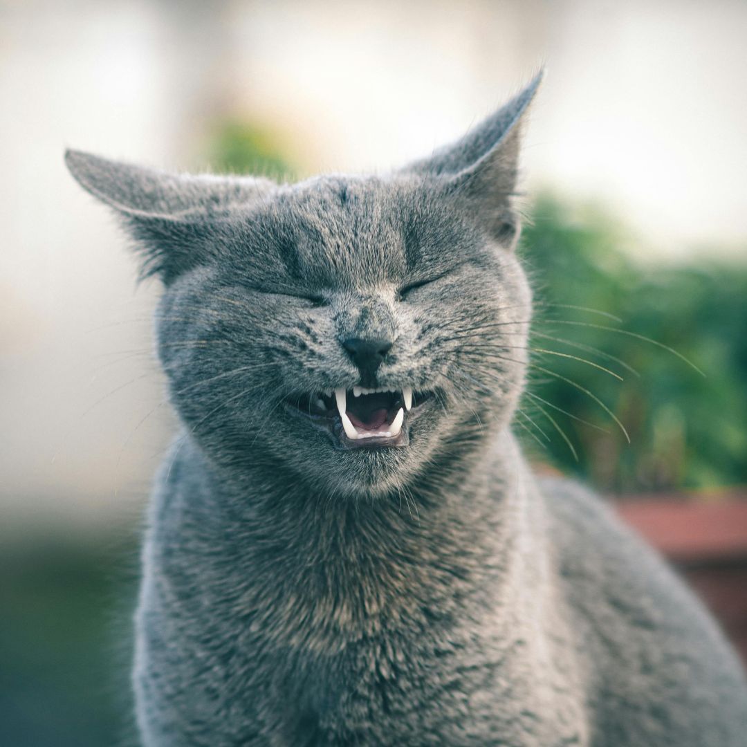 a gray cat yawning with its mouth open a gray cat yawning with its mouth open