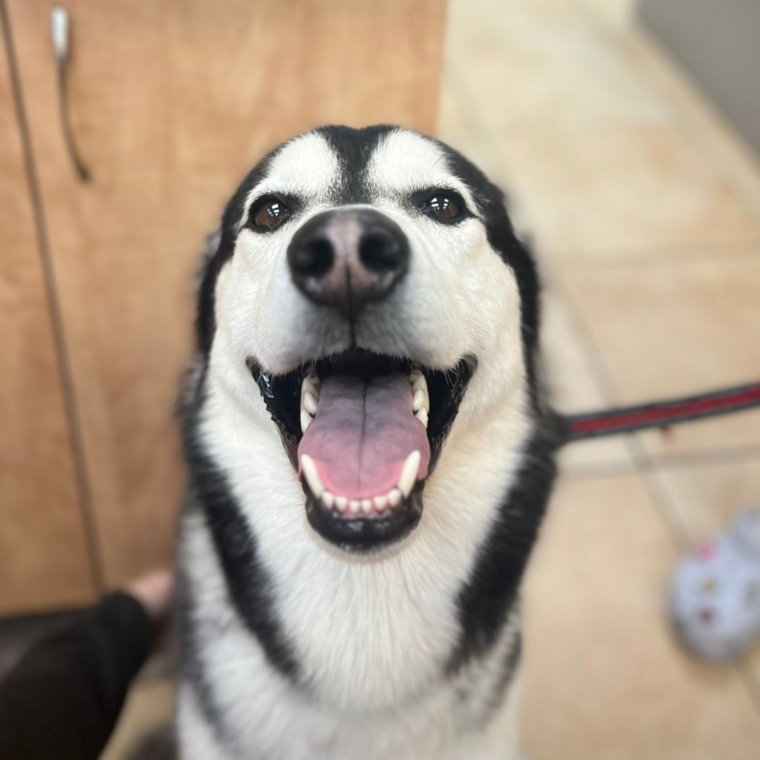 A black and white husky dog is smiling at the camera A black and white husky dog is smiling at the camera