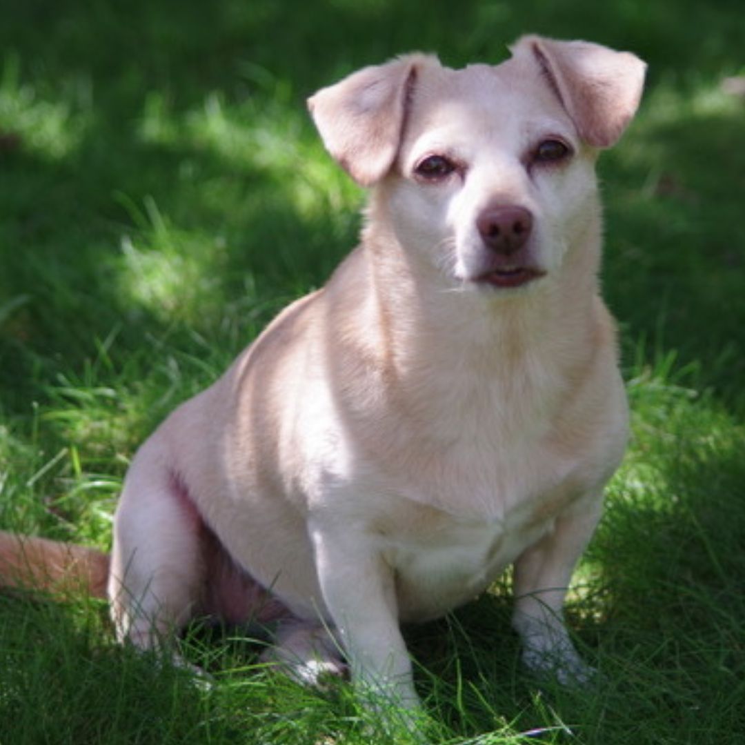 A dog is sitting in the grass on a sunny day A dog is sitting in the grass on a sunny day