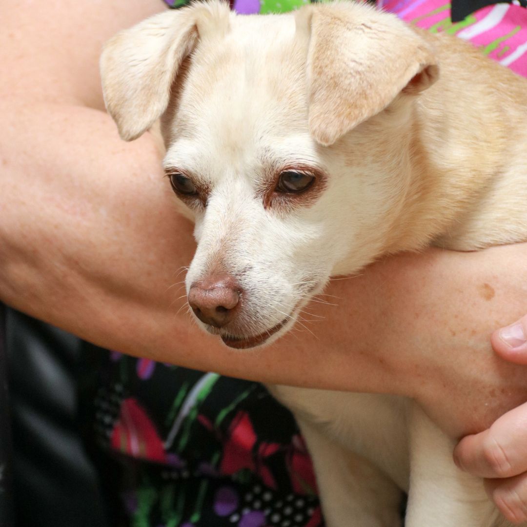 A person holding a small dog on their lap A person holding a small dog on their lap