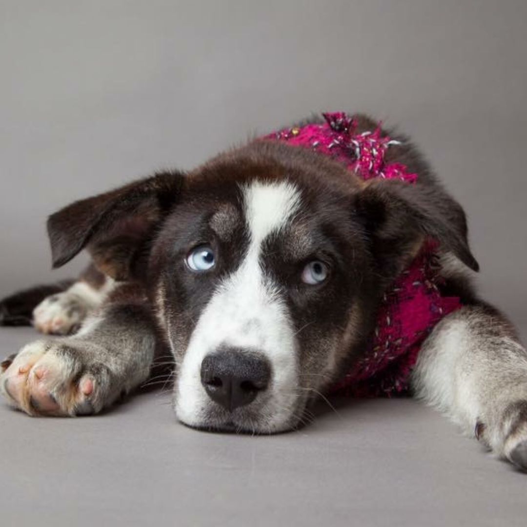 a black and white dog wearing a pink dress
