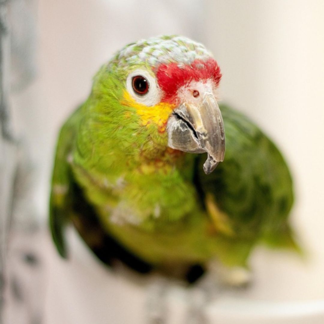 a close up of a parrot sitting on a chair a close up of a parrot sitting on a chair