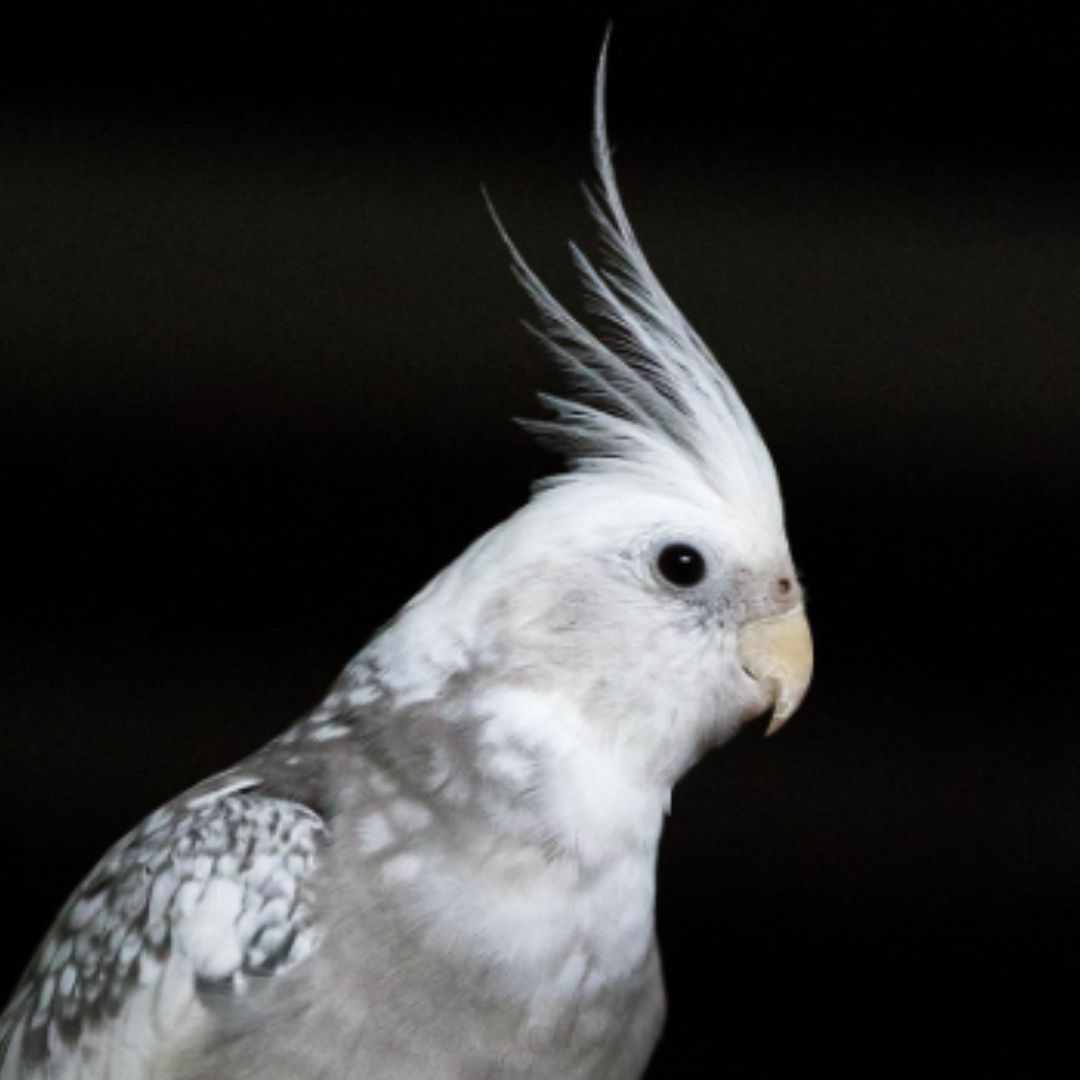 a cockatiel perched on top of a wooden perch a cockatiel perched on top of a wooden perch