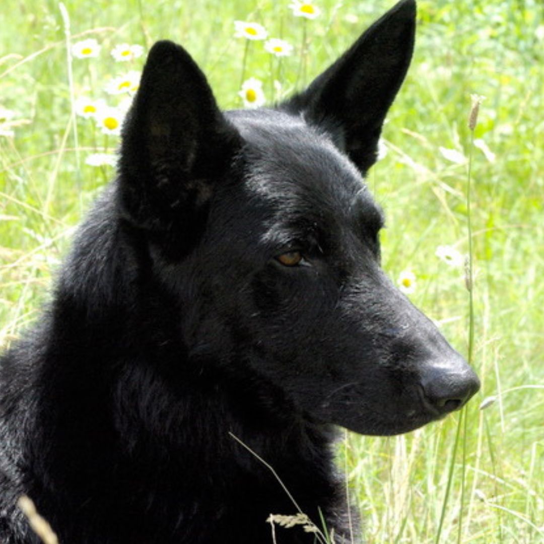 a dog laying in the grass