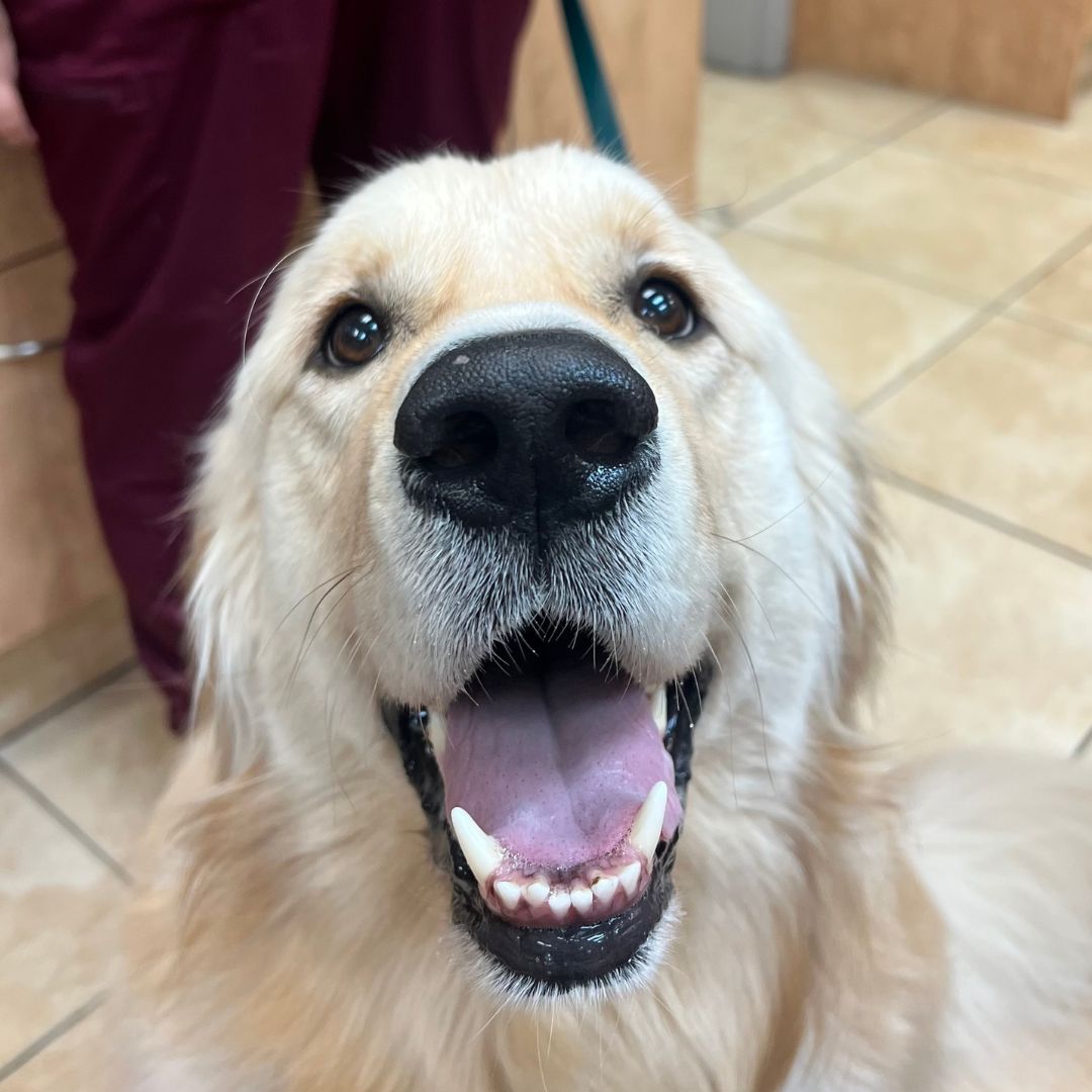 a golden retriever is smiling while sitting in the vet's office a golden retriever is smiling while sitting in the vet's office