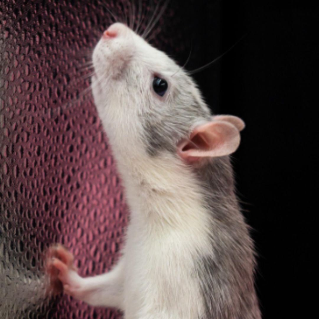 a gray and white rat standing on its hind legs a gray and white rat standing on its hind legs