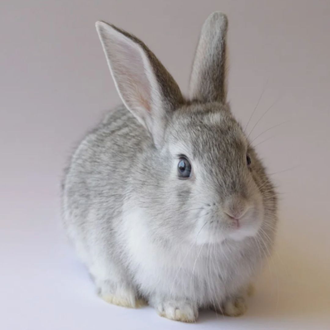 a gray rabbit sitting on a white background a gray rabbit sitting on a white background