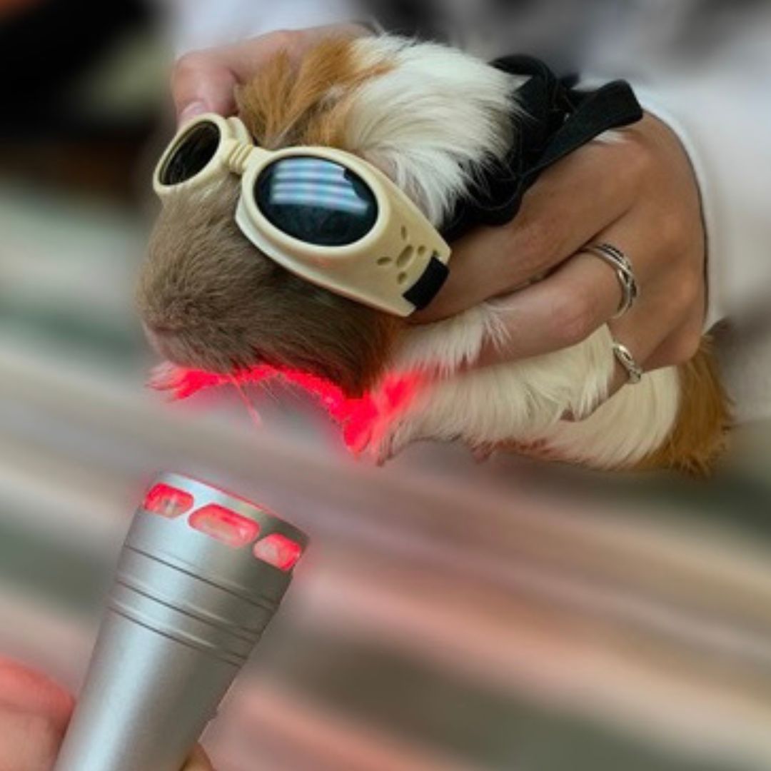 a guinea pig wearing sunglasses is being groomed by a person a guinea pig wearing sunglasses is being groomed by a person