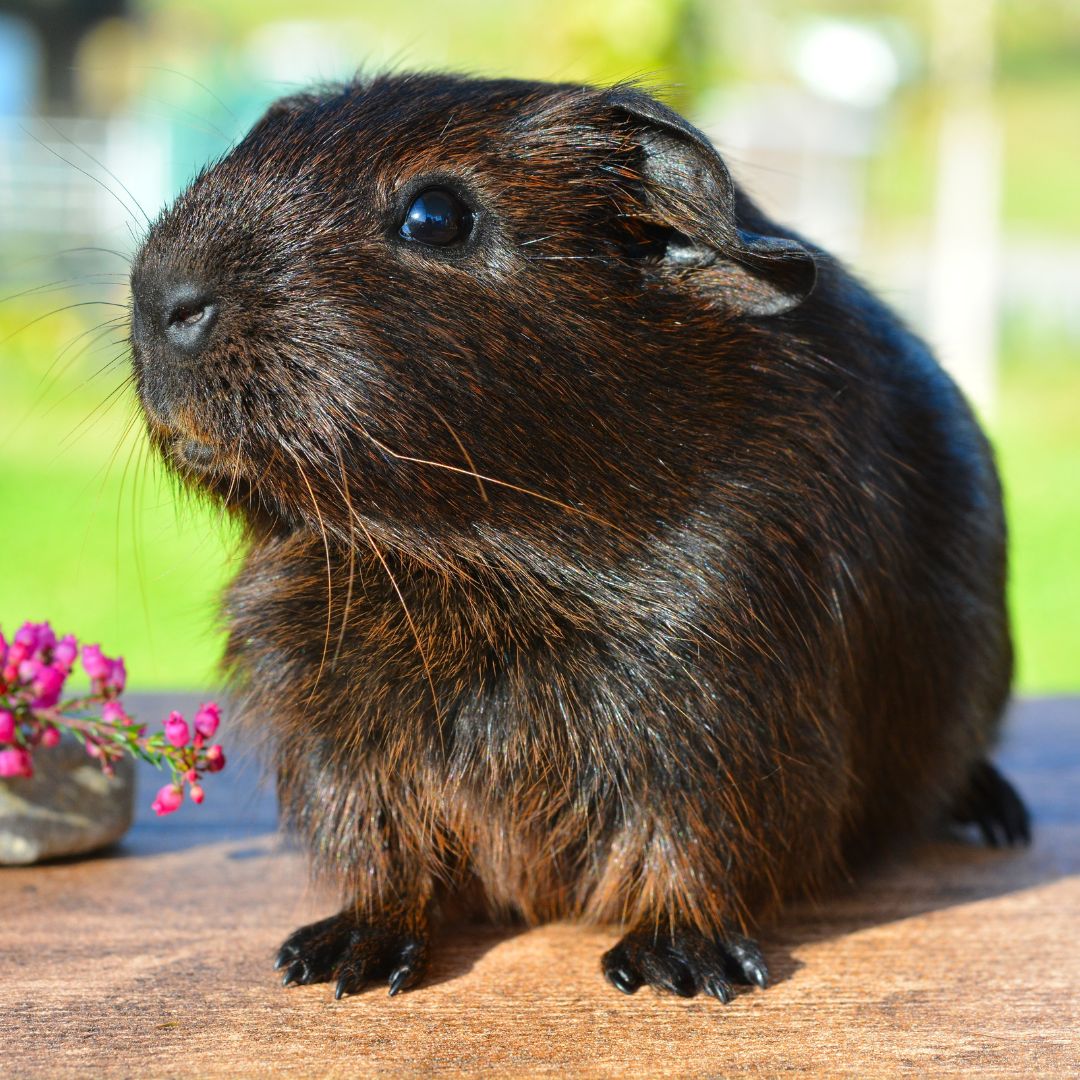 a guinea sitting on top of a wooden table a guinea sitting on top of a wooden table