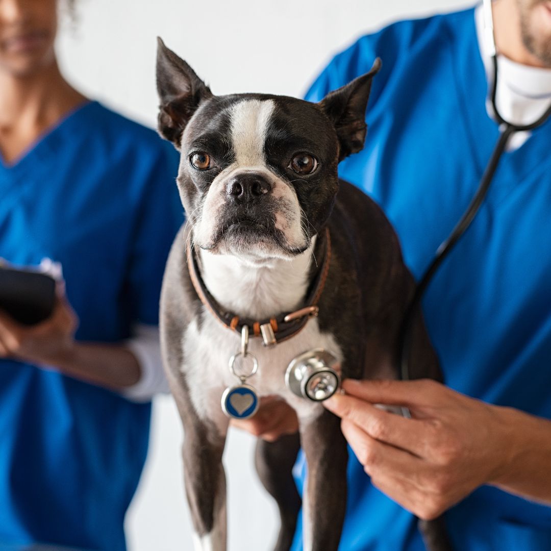 a person is petting a dog in a vet's office