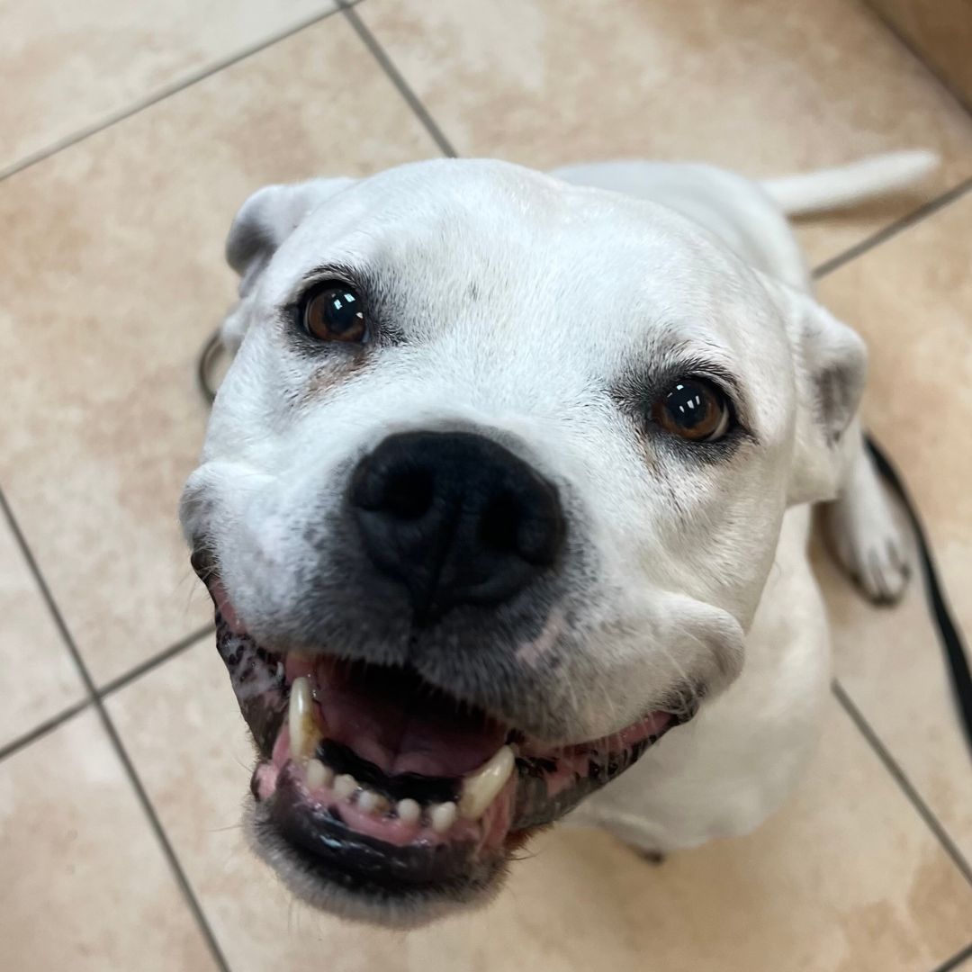 a smiling dog sitting on a tile floor a smiling dog sitting on a tile floor