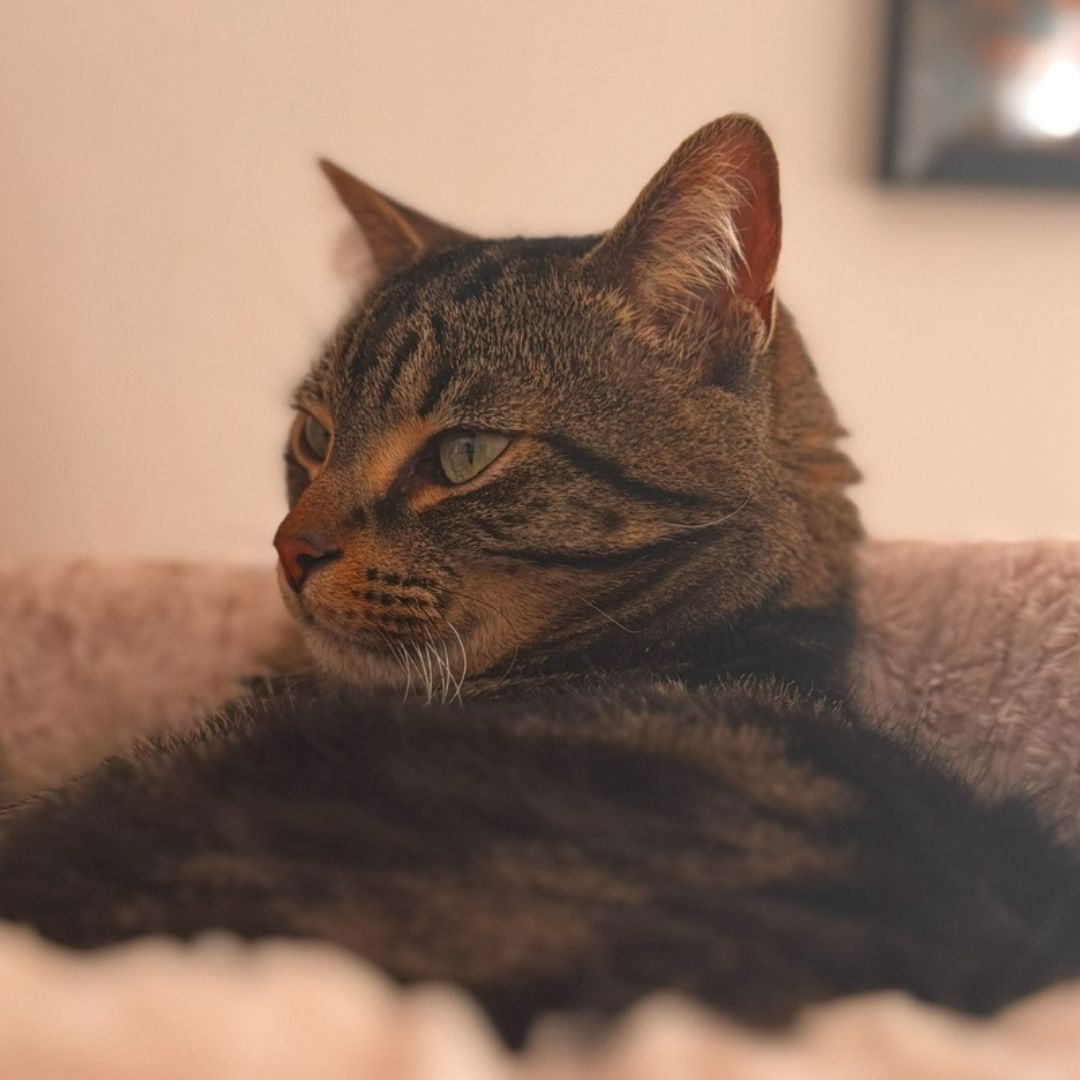 a tabby cat laying in a cat bed a tabby cat laying in a cat bed