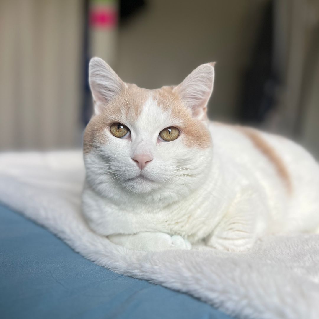 a white and orange cat laying on top of a bed a white and orange cat laying on top of a bed