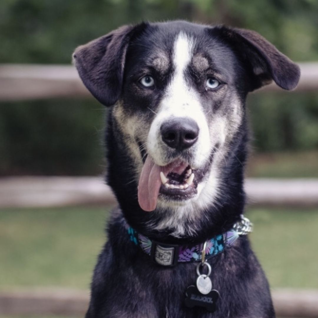 dog with its tongue hanging out dog with its tongue hanging out