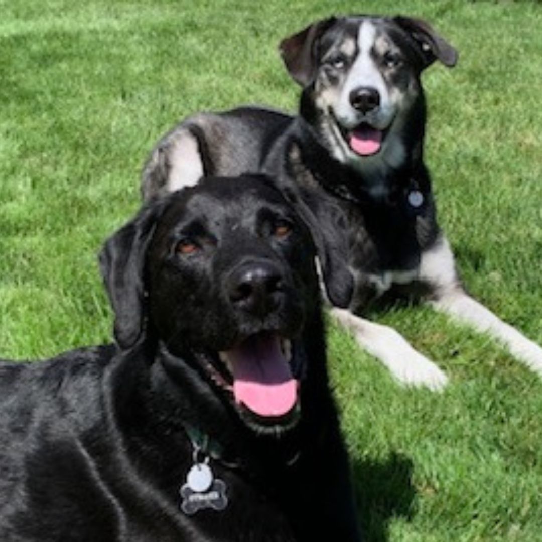 two dogs laying in the grass next to each other two dogs laying in the grass next to each other