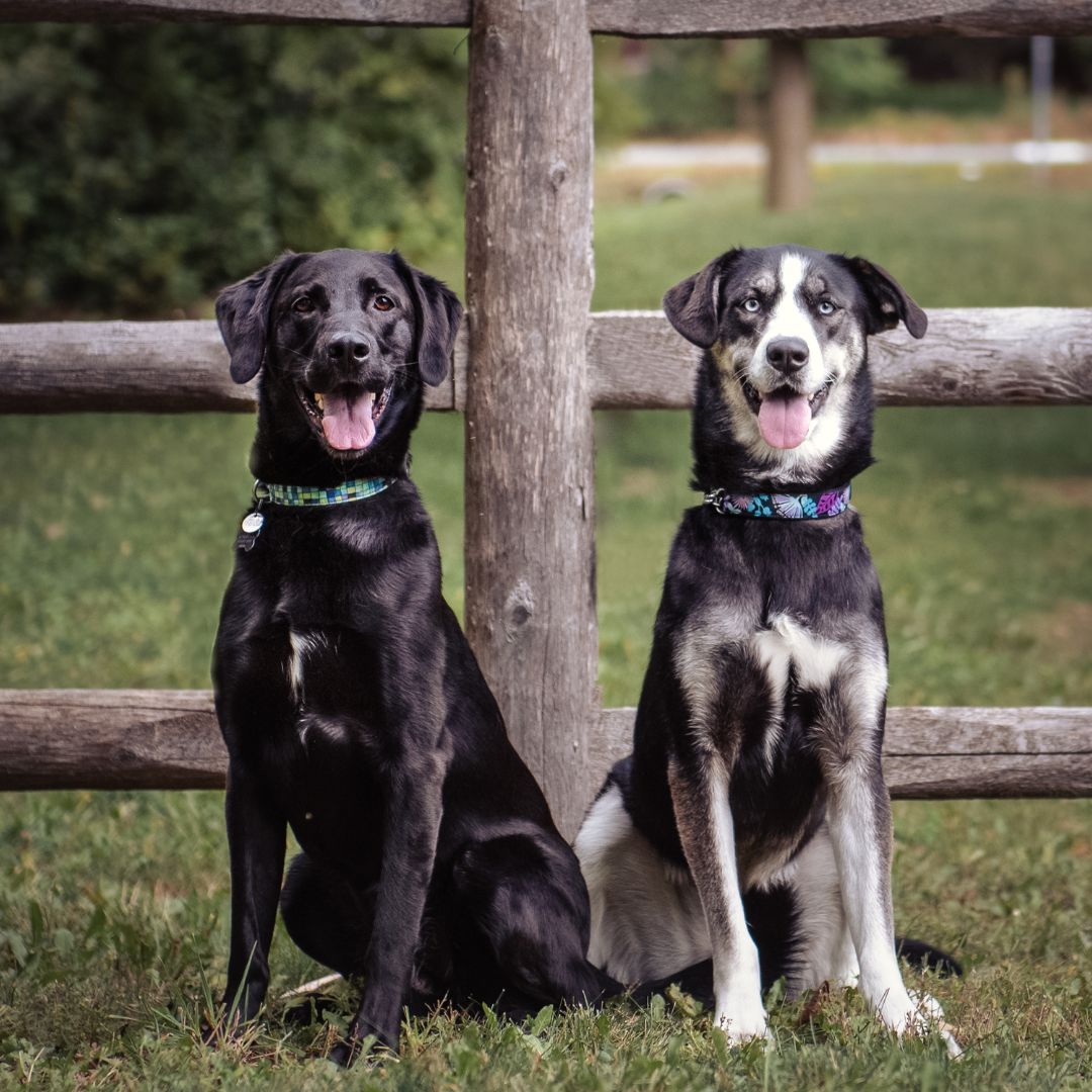 two dogs sitting in front of wooden fence two dogs sitting in front of wooden fence