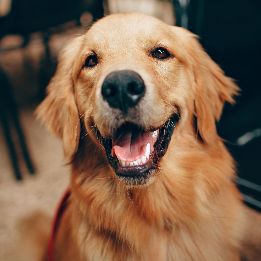 A golden retriever dog sits near black chairs, looking up and smiling